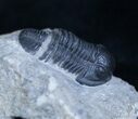 Small Gerastos Trilobite From Morocco #2090-1